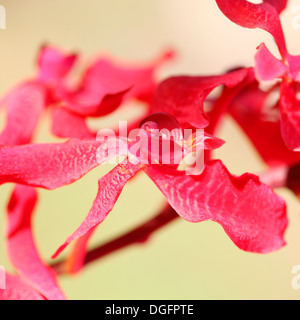 dark pink mokara orchid still life - towards the light Jane Ann Butler Photography  JABP1046 Stock Photo
