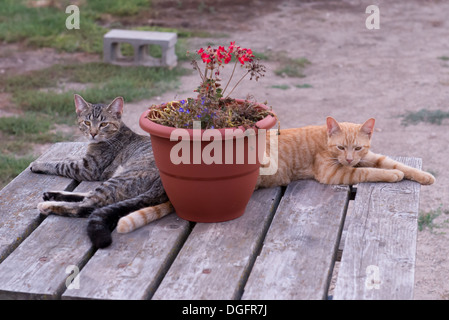 Two cats relaxing on a table