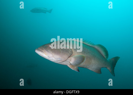 Pacific Goliath Grouper, Epinephelus quinquefasciatus, Mexico Stock Photo