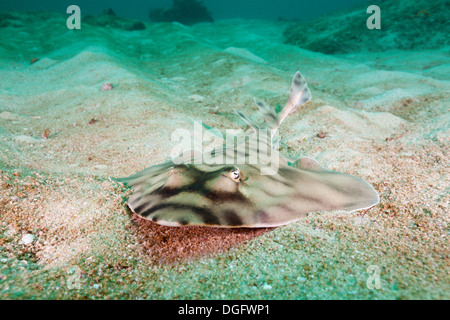 Banded Guitarfish, Zapteryx exasperata, Cabo Pulmo Marine National Park, Baja California Sur, Mexico Stock Photo