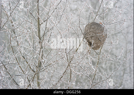 Bald-faced hornet (Dolichovespula maculata) nest in trembling aspen (Populous trembuloides) in atumn fog and hoarfrost. Stock Photo