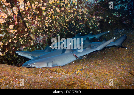 Whitetip Reef Shark resting in Cave, Triaenodon obesus, Roca Partida, Revillagigedo Islands, Mexico Stock Photo