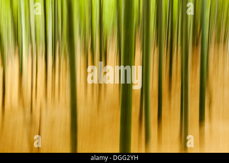 Abstract, natural texture made from in-camera motion blur on bamboo plants. Stock Photo