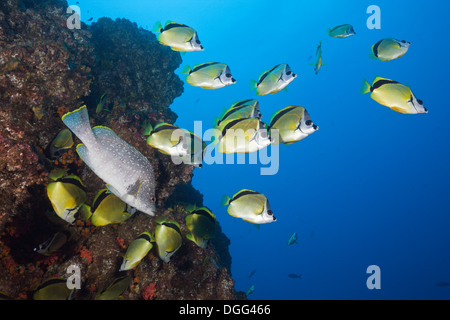 Shoal of Barberfish, Johnrandallia nigrirostris, San Benedicto, Revillagigedo Islands, Mexico Stock Photo