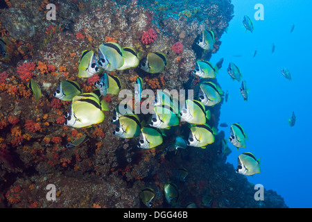 Shoal of Barberfish, Johnrandallia nigrirostris, San Benedicto, Revillagigedo Islands, Mexico Stock Photo