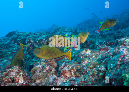 Redtail Triggerfish, Xanthichthys mento, Socorro, Revillagigedo Islands, Mexico Stock Photo