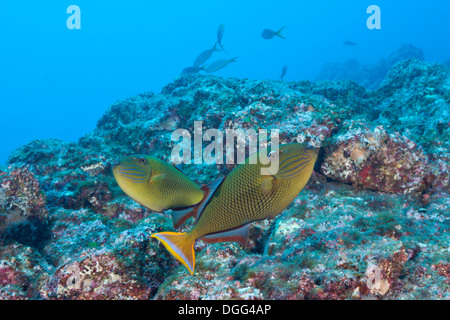 Redtail Triggerfish, Xanthichthys mento, Socorro, Revillagigedo Islands, Mexico Stock Photo