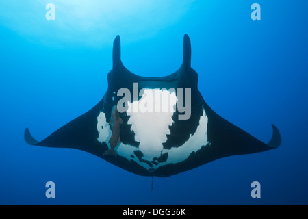 Manta, Manta birostris, Socorro, Revillagigedo Islands, Mexico Stock Photo