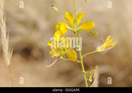 Yellow Mouse-whiskers, (Cleome angustifolia), Tsisab Gorge, Brandberg, Damaraland, Namibia, Africa Stock Photo