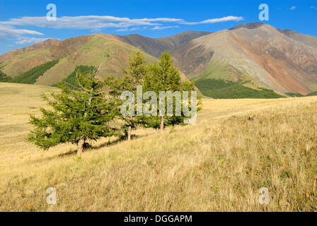 Grassland of the Chuya Steppe and Saljugem, Sailughem, Saylyugem Mountains, Altai Republic, Siberia, Russia, Asia Stock Photo