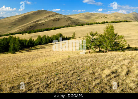 Grassland of the Chuya Steppe and Saljugem, Sailughem, Saylyugem Mountains, Altai Republic, Siberia, Russia, Asia Stock Photo