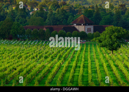 Denbies vineyard Dorking surrey Stock Photo