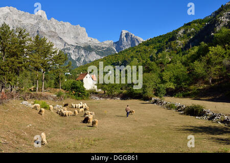 Herder with sheep in Theth or Thethi valley, Theth National Park, Albanian Alps, Albania, The Balkans, Europe Stock Photo