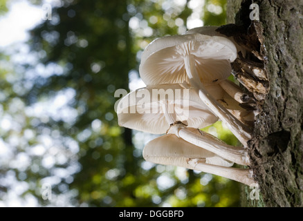 White mushrooms growing on a tree Stock Photo