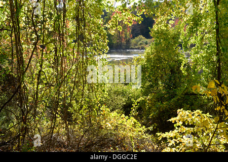 Fall on the Mill River.  East Rock Park.  New Haven, CT. Stock Photo