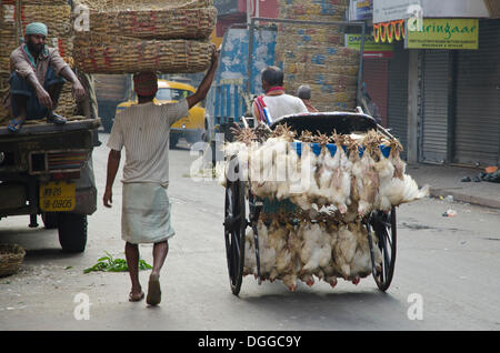 Live chicken being transported on a bicycle, Kolkata, West Bengal ...