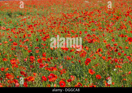 Red Poppy flowers (Papaver rhoeas) in a green meadow, Dresden Stock Photo