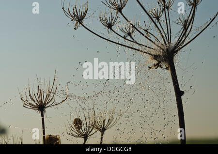 Dew-covered spiderweb between umbelifers in morning light, Dresden, Saxony Stock Photo