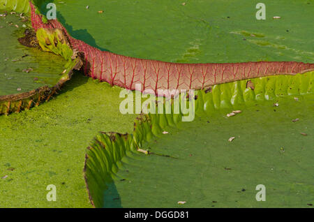 Water-lily leaves on a lake in Kolkata Botanical Garden, Kolkata, India, Asia Stock Photo