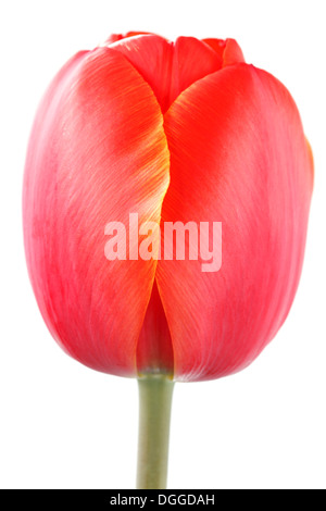 Tulipa 'Ad Rem' Tulip Darwin Hybrid Group April Stock Photo
