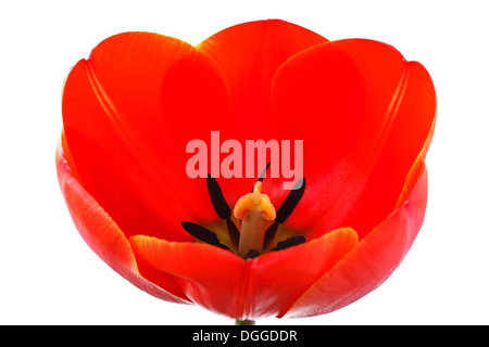 Tulipa 'Ad Rem' Tulip Darwin Hybrid Group April Stock Photo