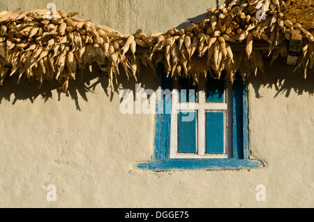 Corn drying at a white farmer's house with blue window, Khincha, Solukhumbu District, Sagarmāthā Zone, Nepal Stock Photo