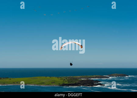 Paragliding, tandem flight over the sea, island, Hill 60, East Coast, Australia Stock Photo