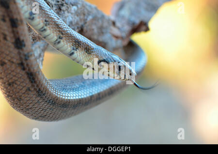 Ladder Snake (Rhinechis scalaris), darting its tongue, occurrence on the Iberian Peninsula, Algarve, Portugal Stock Photo