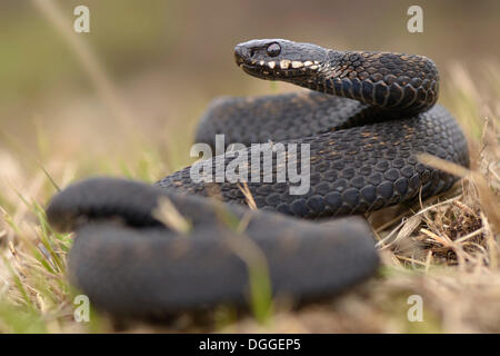 Common European Adder (Vipera berus), male lying wound up in dry grass, lifting his head threateningly, The Netherlands Stock Photo