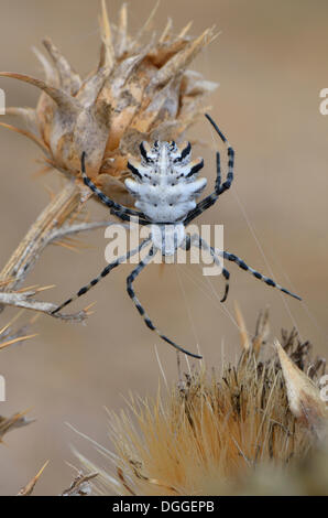 Orb Web Spider (Argiope lobata), adult female, Westalgarve, Algarve, Portugal Stock Photo
