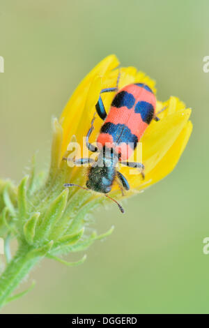 Bee Beetle (Trichodes apiarius), perched on a yellow flower, Valle Verzasca, Kanton Tessin, Switzerland Stock Photo
