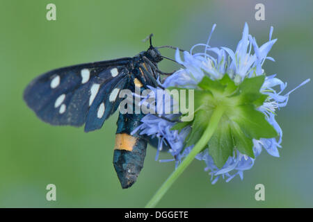 Nine-spotted Moth (Amata phegea), Valle Verzasca, Kanton Tessin, Switzerland Stock Photo
