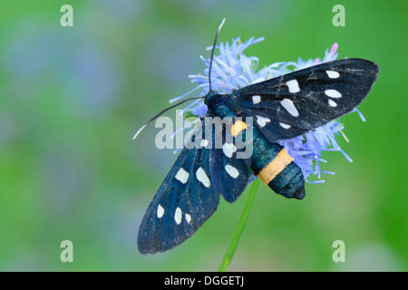 Nine-spotted moth (Amata phegea), perched on a flower, Valle Verzasca, Kanton Tessin, Switzerland Stock Photo