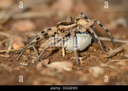 Wolf Spider (Lycosa tarentula), female carrying an egg sac, Kaş, Lycia, Province of Antalya, Turkey Stock Photo