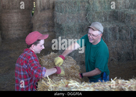 Mature farmer and son tying straw bale Stock Photo