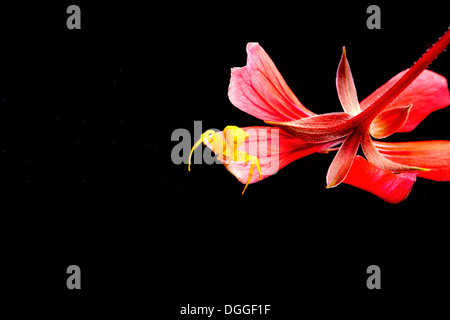 Tiny yellow spider perched on the edge of a red flower on black ground Stock Photo