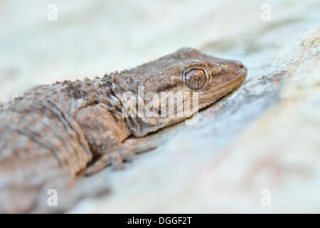 Moorish Wall Gecko (Tarentola mauritanica), adult on rock, Algarve, Portugal Stock Photo