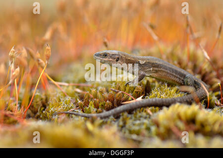 Viviparous Lizard or Common Lizard (Zootoca vivipara), adult, amongst moss spores, Dortmund, Ruhr district Stock Photo