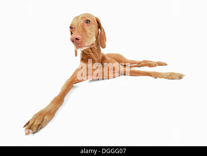 Studio portrait of vizsla dog lying down Stock Photo