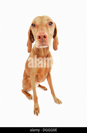 Studio portrait of sad looking vizsla dog Stock Photo
