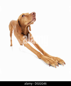 Studio portrait of vizsla dog stretching out front legs Stock Photo
