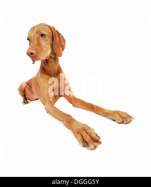 Studio portrait of alert vizsla dog Stock Photo