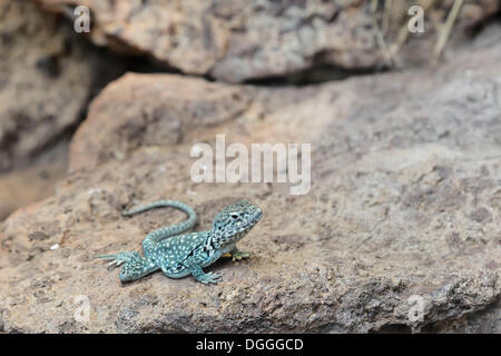 Desert Iguana (Dipsosaurus dorsalis), Vienna, Austria, Europe Stock Photo