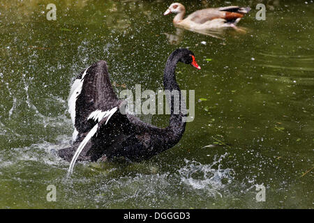 Black Swan (Cygnus atratus), Tierwelt Herberstein, World of Animals, Buchberg near Herberstein, Stubenberg, Hartberg, Styria Stock Photo