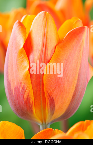 Tulipa 'Prinses Irene'  AGM Tulip Triumph Group April Stock Photo