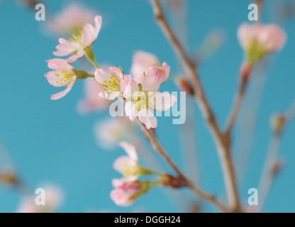 Japanese cherry blossom, close up Stock Photo