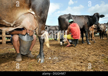 Milking cows by hand, traditional dairy farming, settlement of the Brazilian Landless Workers' Movement Movimento dos Stock Photo
