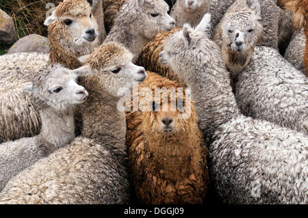 Llama herd in Pampa Blanca village, Munizip Charazani, Departamento La Paz, Bolivia, South America Stock Photo