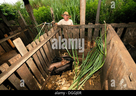 Farmer feeding pigs with sugarcane, smallholder agriculture in a former settlement of landless peasants, land reform Stock Photo