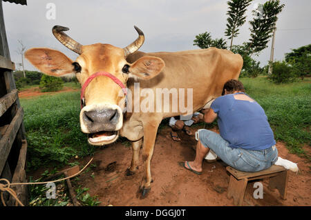 Milking of cows by hand, small-scale agriculture in a settlement of formerly landless peasants, land reform, Entre Rios Province Stock Photo